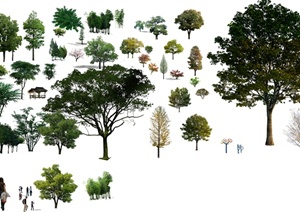多棵景观乔木植物设计PSD素材
