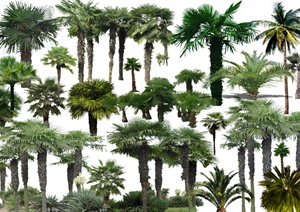 多款园林景观棕榈树psd素材