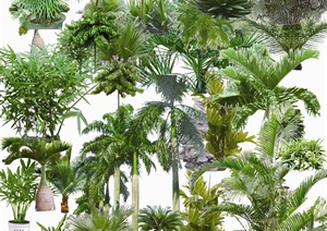 多个景观热带树设计PSD素材