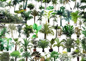 多棵园林景观热带树设计PSD素材