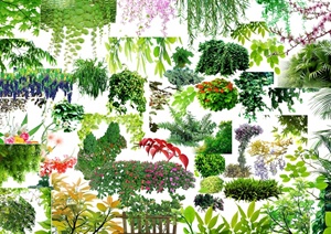 多款园林景观藤条类植物素材psd格式