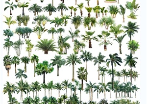 多种园林热带树效果图PSD 格式