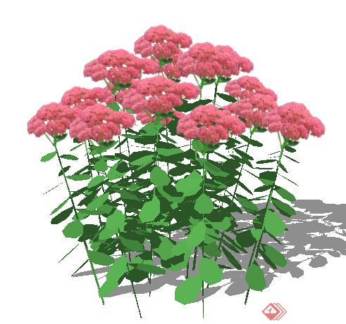 设计素材之景观植物花卉素材su模型(1)