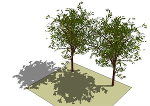 两棵园林景观树木植物素材SU(草图大师)模型